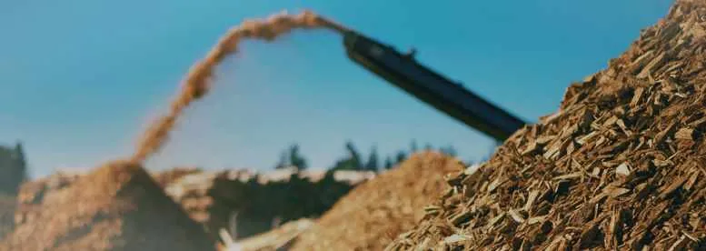 woody biomass