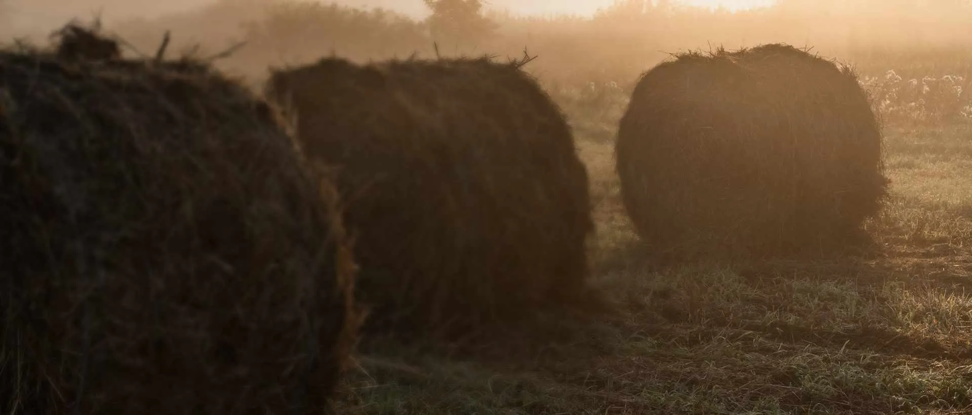 biomass straw