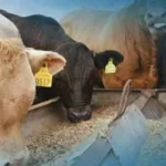 cattle feed pellets