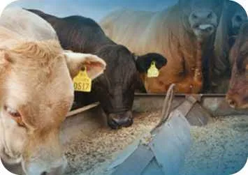 cattle feed pellets