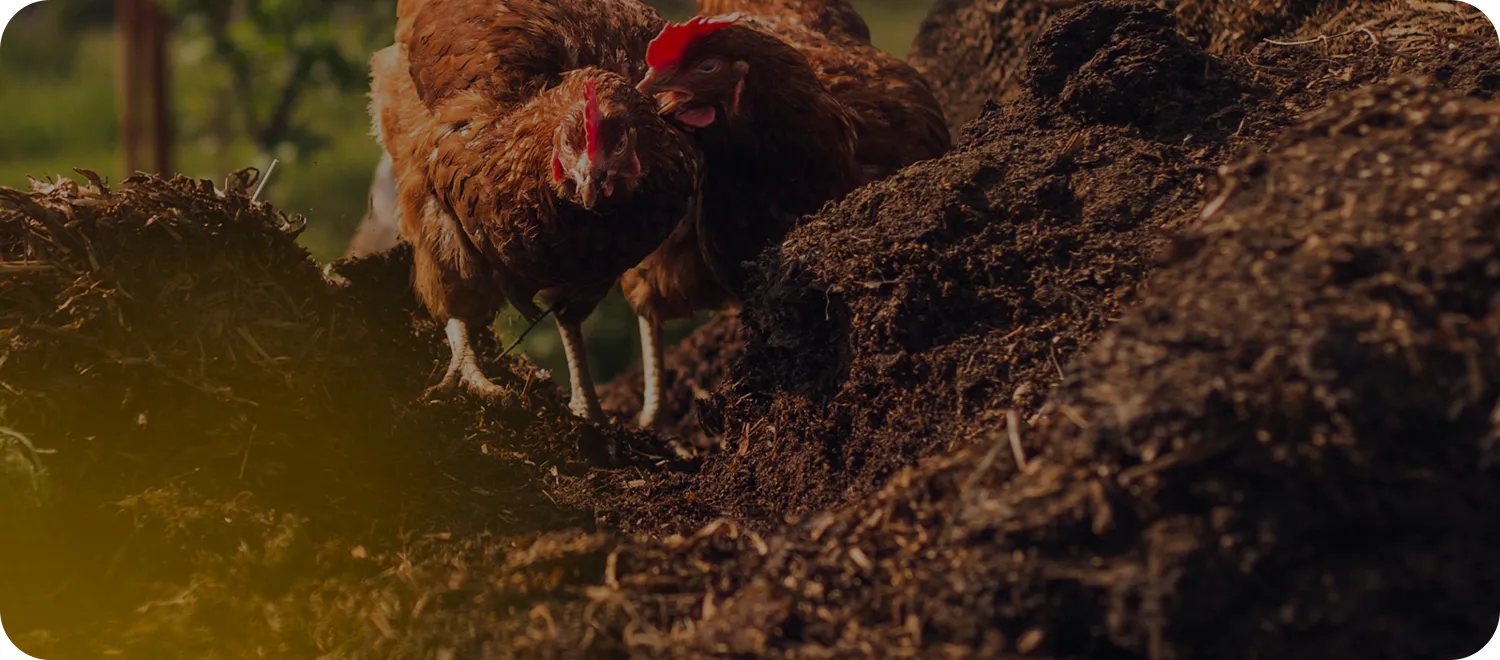 chicken manure pelleting