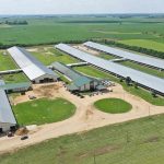 cattle feed plant project