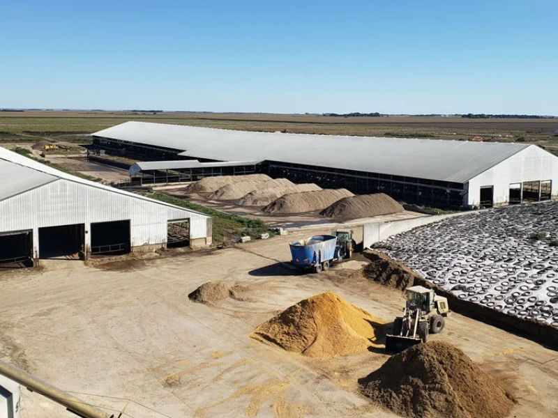 cattle feed plant project
