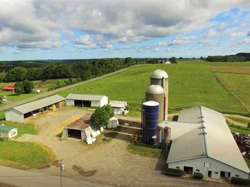 cattle feed plant project