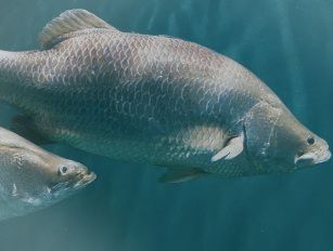 Barramundi