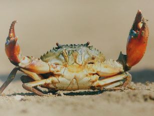 Crab
