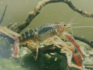Crayfish