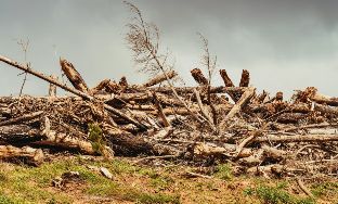 Deforestation waste