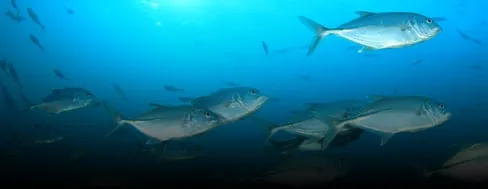 Floating fish feed processing