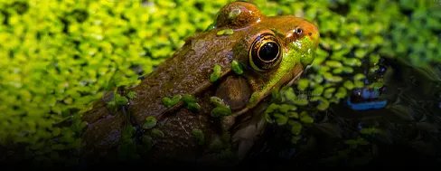 Frog feed processing