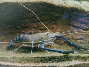 Giant River Prawn