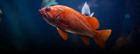 Ornamental fish feed processing