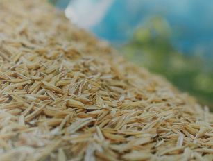 Rice Husk