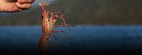 Shrimp feed processing