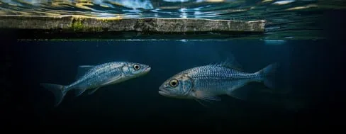 Sinking fish feed processing