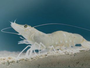 Whiteleg Shrimp