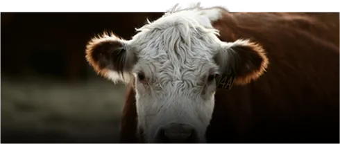 cattle