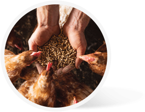 chicken feeds