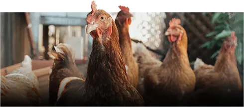 chicken