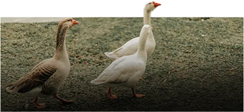 duck