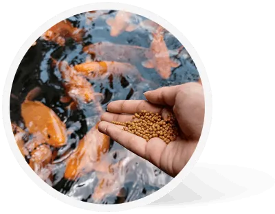 feed pellet for aqua