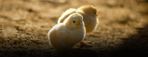 Hen