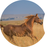 horse feed solution