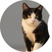 pet feed solution