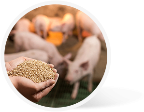 pig feeds
