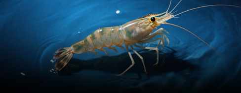 shrimp