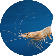 shrimp feed solution