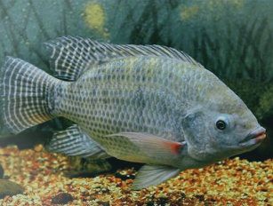 tilapia