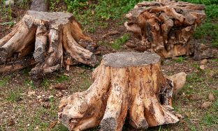 tree stump