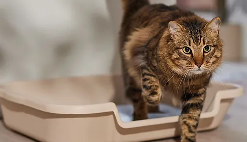 Natural Wood Cat Litter Pellets