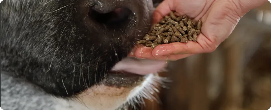 animal feed solution