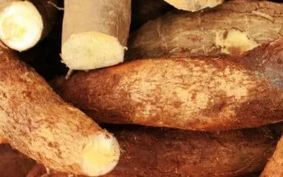 Cassava
