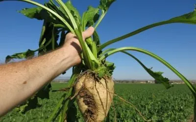 Sugar beet 