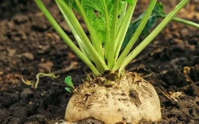 Sugar beet