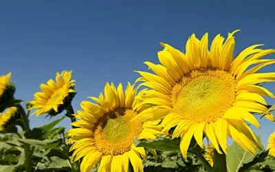 Sunflower seed shells