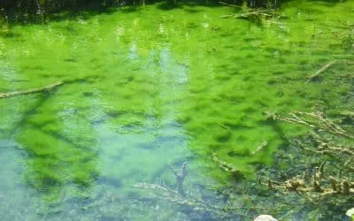 algae
