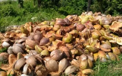 coconut husk