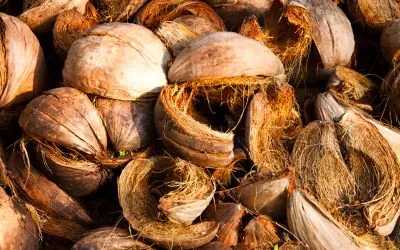 coconut husk 