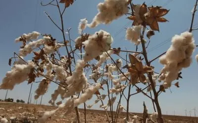 cotton stalks 