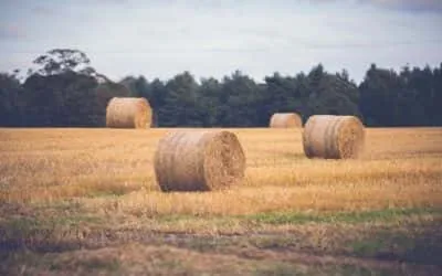 hay