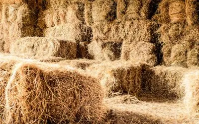 hay 