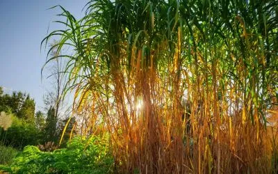 miscanthus