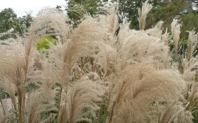 miscanthus