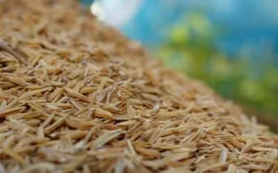 rice husk 