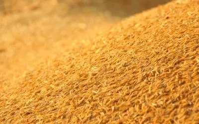 rice husk