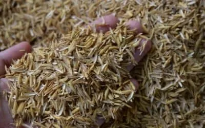 rice husk